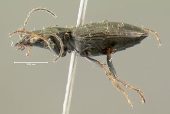 Media type: image;   Entomology 626657 Aspect: habitus lateral view